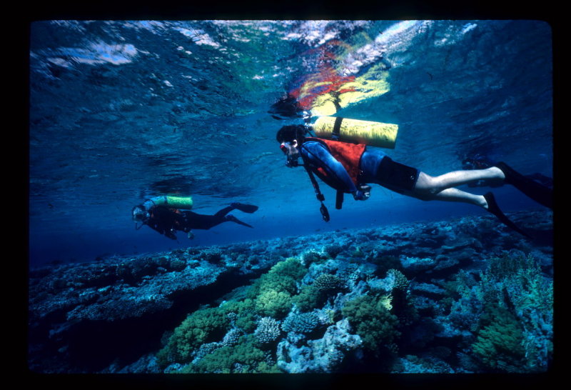 Sharon diving