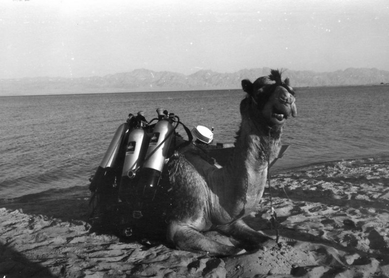 Camel Divers