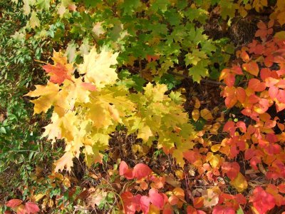 DSCF0646 (Medium).JPG
