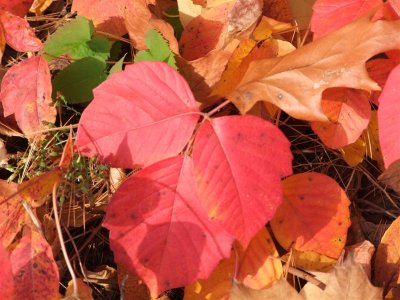DSCF0647 (Medium).JPG