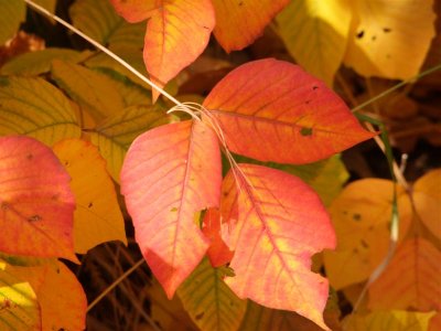 DSCF0651 (Medium).JPG
