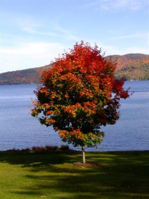 DSCF0664 (Medium).JPG