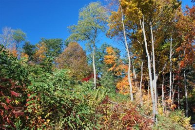 DSC_0284 (Medium).JPG