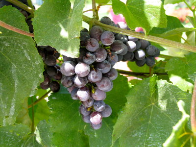 PRed grapes