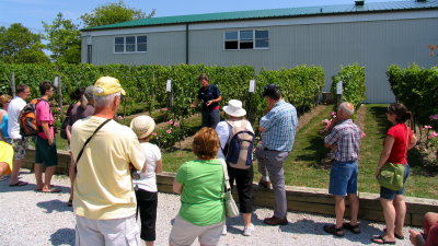 Learning about growing grapes