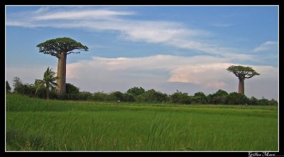 Morondava et l'allée des baobabs