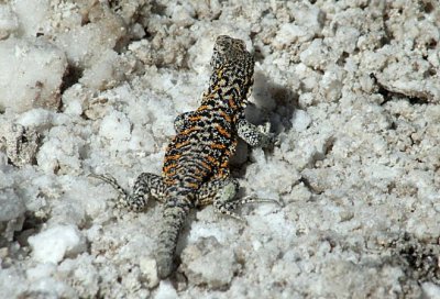 Habitante do salar