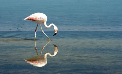 Flamingo 2