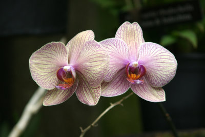 orchids