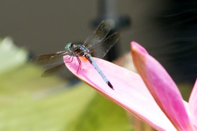 dragon fly