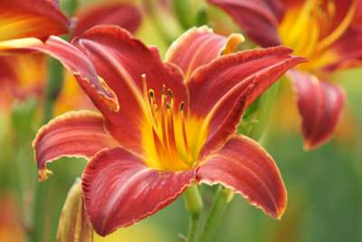 tiger lily