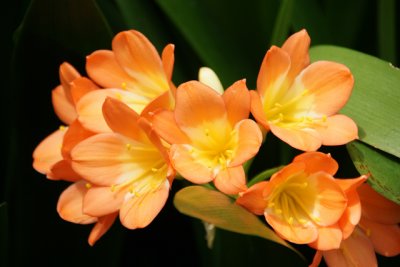 clivia