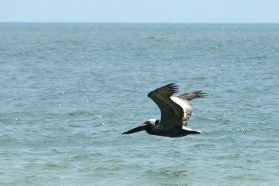 pelican2.jpg