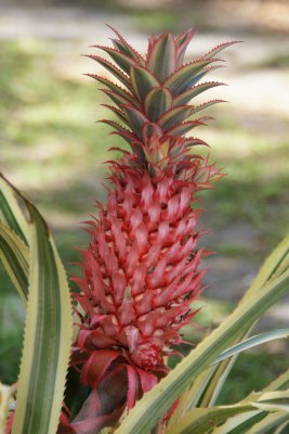 pineapple flower.jpg