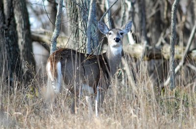 deer101.jpg