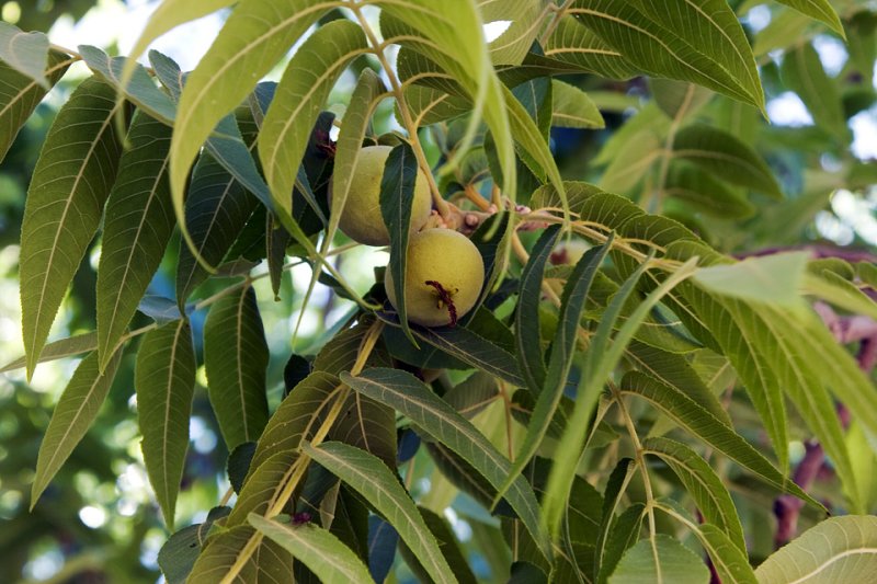 Nuts on Arizona Walnut Tree