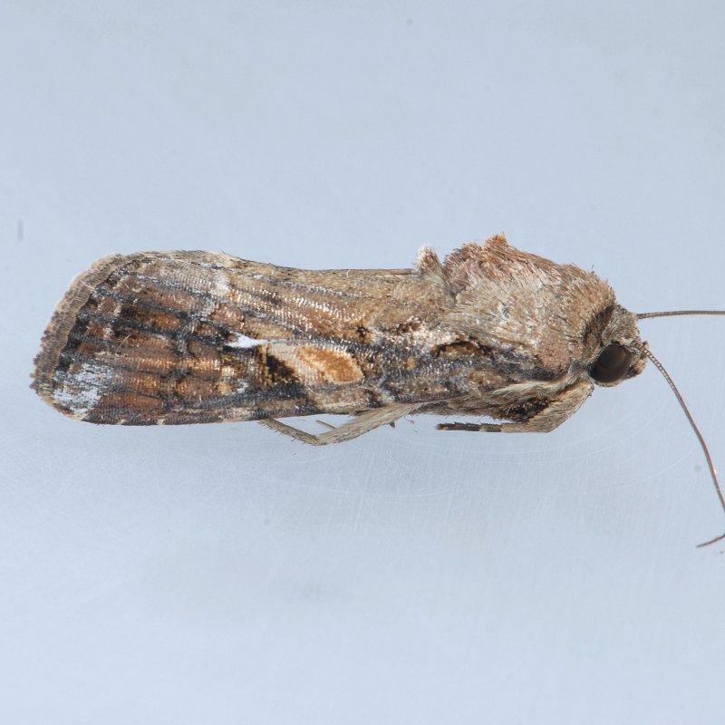9666 Fall Armyworm Moth (male) - Spodoptera frugiperda