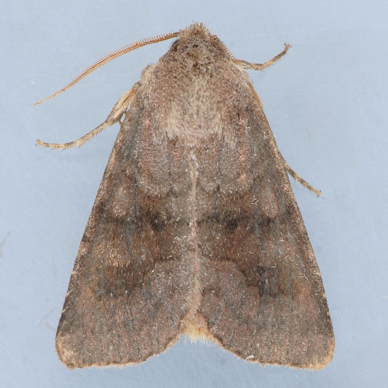 9454 Veiled Ear Moth -  Loscopia velata