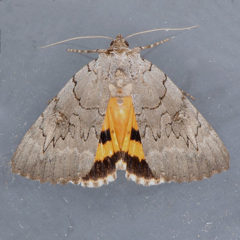 8840 Magdalen Underwing - Catocala illecta