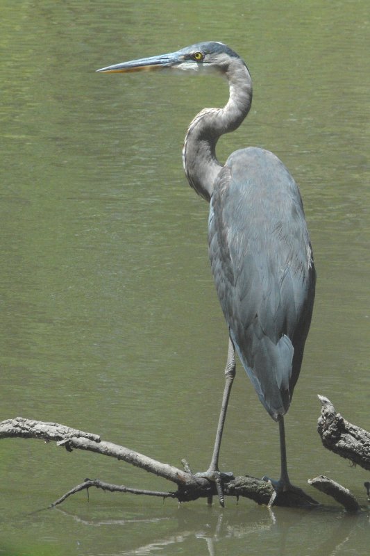 Great Blue Heron and Dragonfly  14:40:04