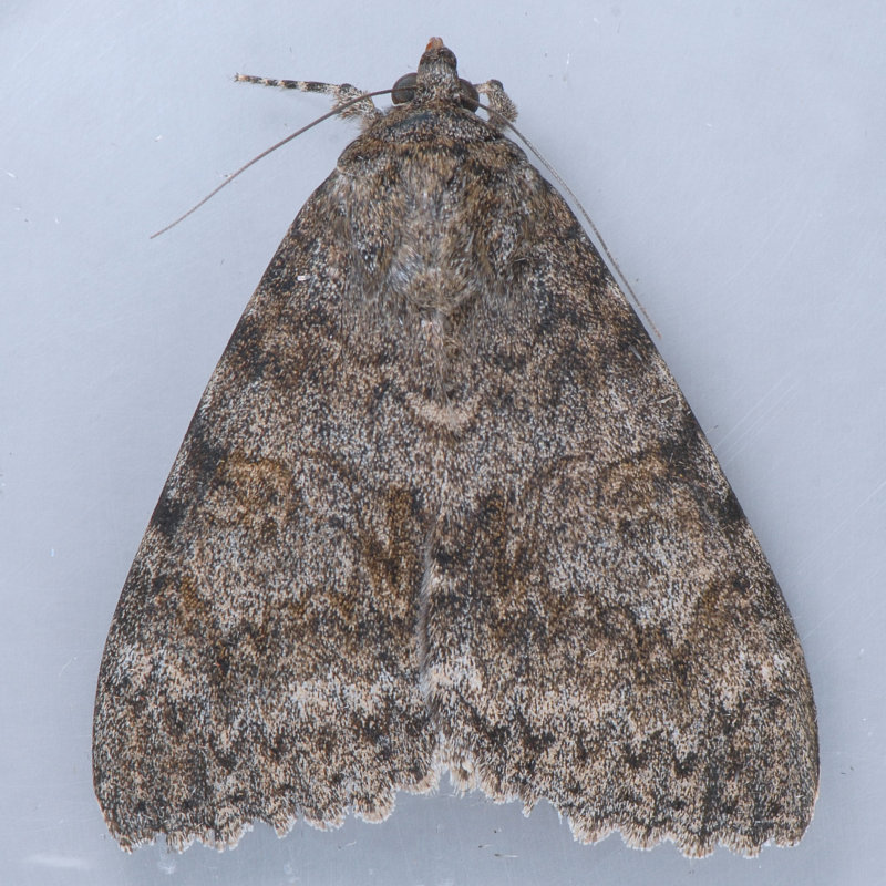 8829  Joined Underwing - Catocala junctura