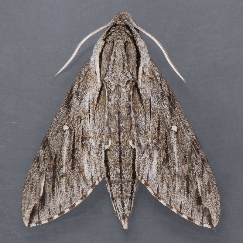 7793  Plebian Sphinx Moth  Paratrea plebeja