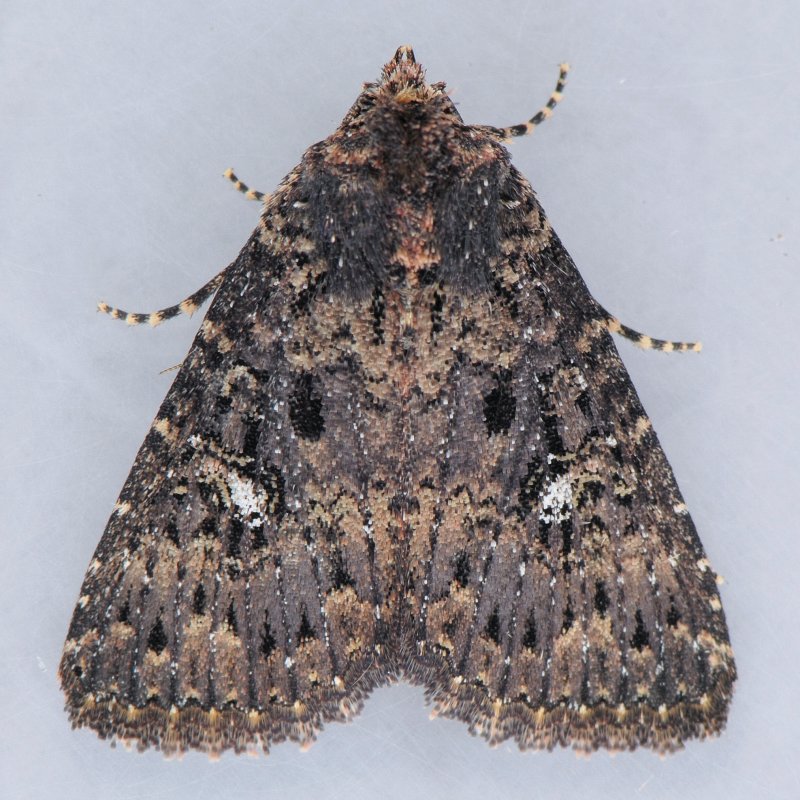 9696 Dusky Groundling - Condica vecors