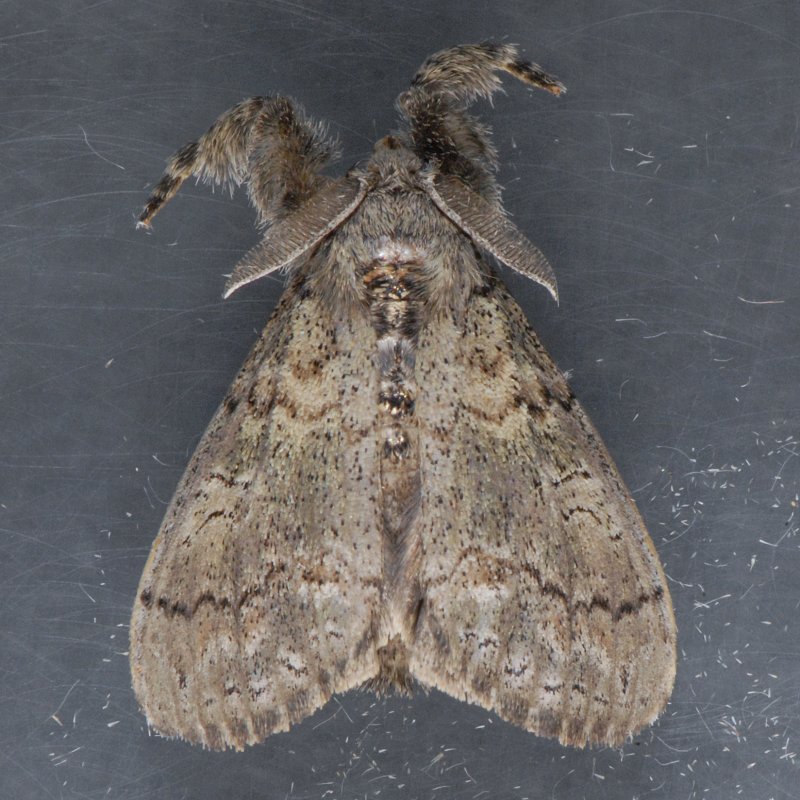 8294 Variable Tussock Moth - Dasychira vagans