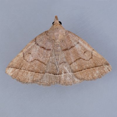 8351  Early Zanclognatha - Zanclognatha cruralis