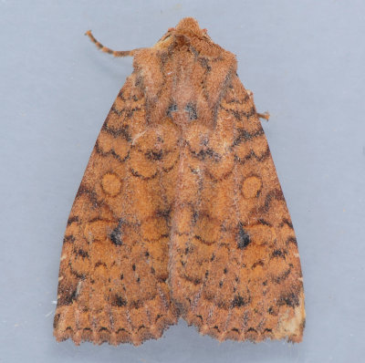 9373 Yellow Three-Spot  - Apamea helva