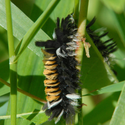 Milkweed Tussock Moth caterpillar