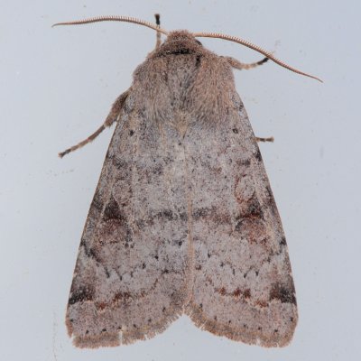 10487 Ruby Quaker Moth - Orthosia rubescens