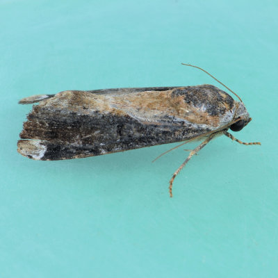 9637.1  Orbed Narrow-wing - Magusa divaricata