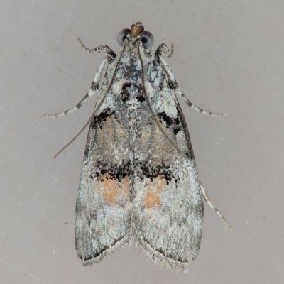 Pococera species