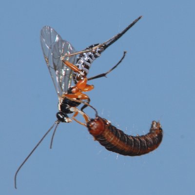 Parasitic Wasp