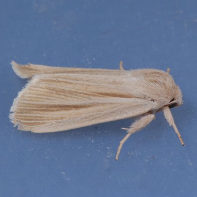 9280  Henry's Marsh Moth - Acronicta insularis