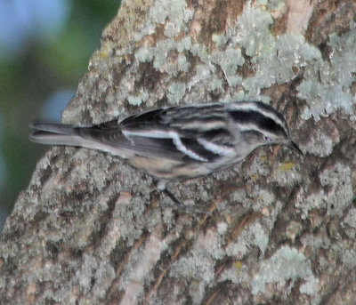 Black-and-white Warbler male