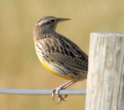 Meadowlark