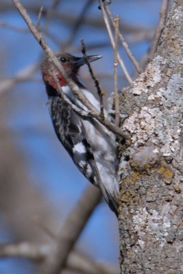 Red-headed Woodpecker juvenile