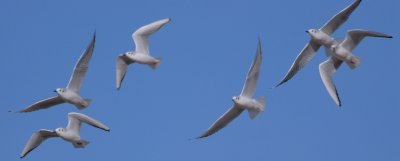 Bonapartes Gulls