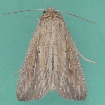 10455 Scirpus Wainscot - Leucania scirpicola