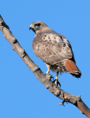 Red-tailed Hawk