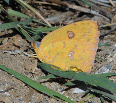 Cloudless Sulfur Butterfly