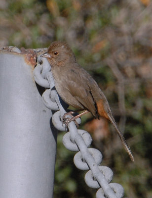 California Towhee