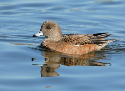 American Widgeon female