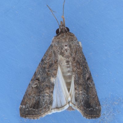 9666 Fall Armyworm female - Spodoptera frugiperda