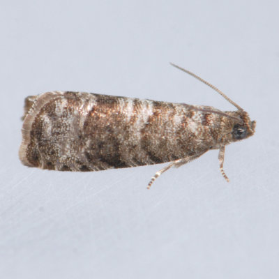 3428  Grapholita packardi