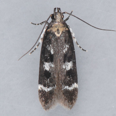 2136 Filatima biminimaculella