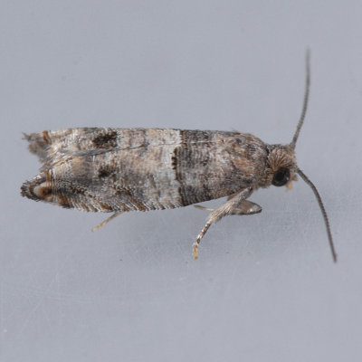 MD050309-6