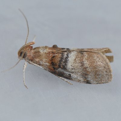 5604 Sycamore Webworm - Pococera militella